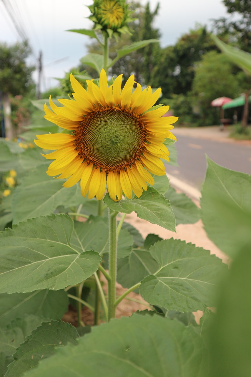 Image - sunflower open flowers