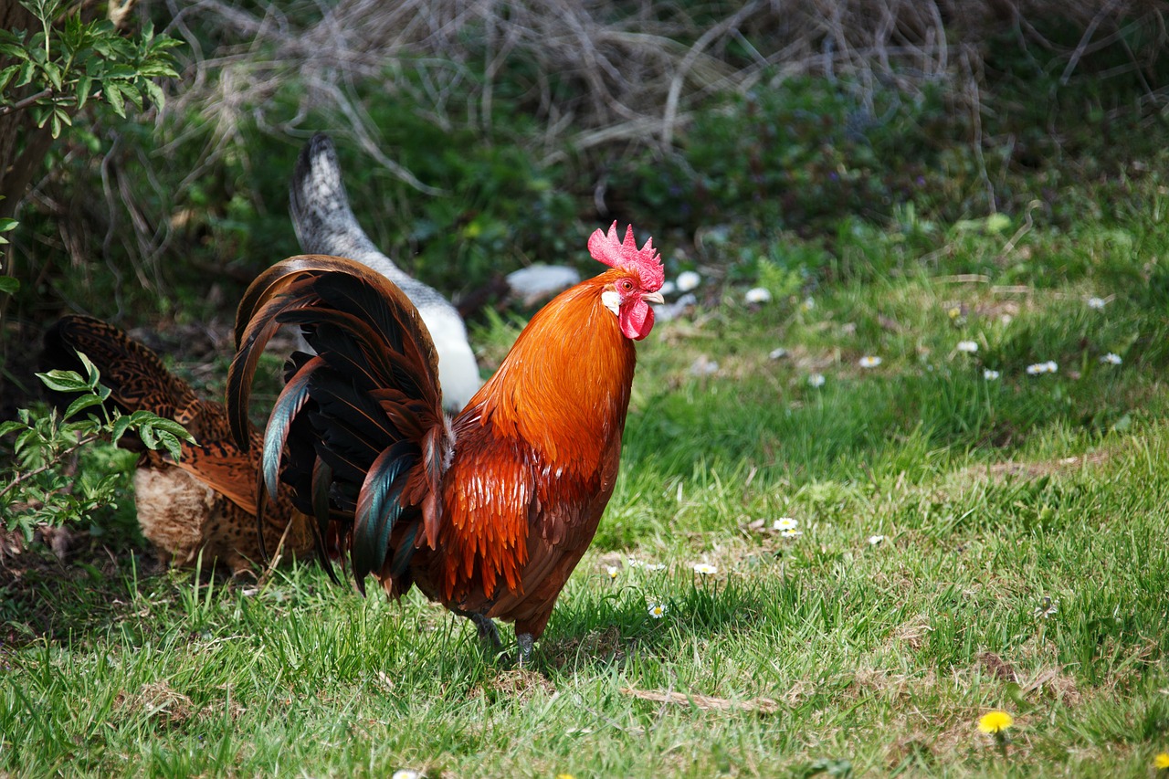 Image - animal bird bright chicken cock