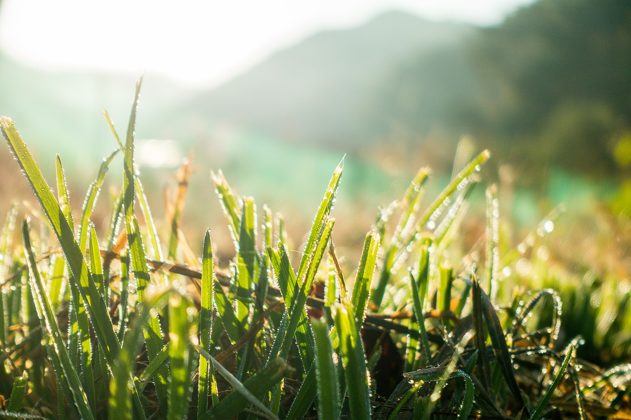 Image - close up crop dew field grass