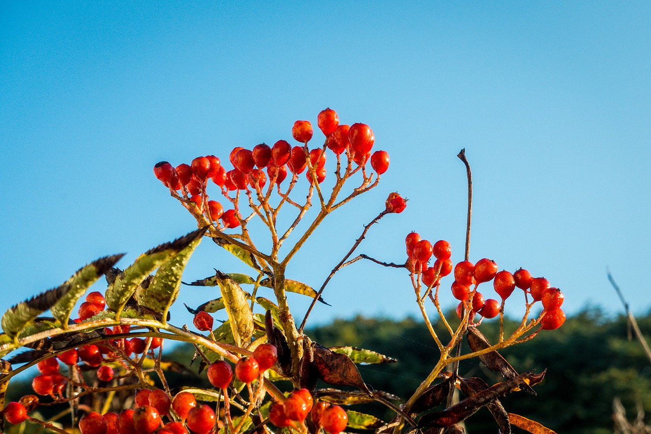 Image - autumn blue blue sky branch flora