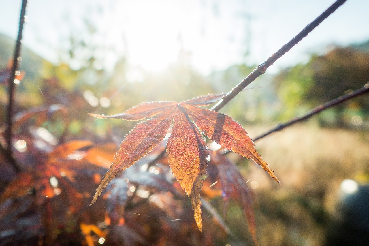 Image - autumn autumn colors branch bright