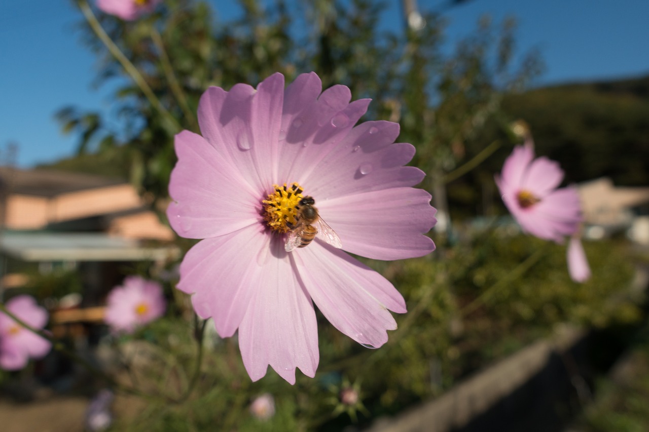 Image - bee cosmos flora flower