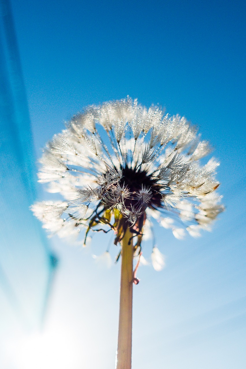 Image - blue bright dandelion