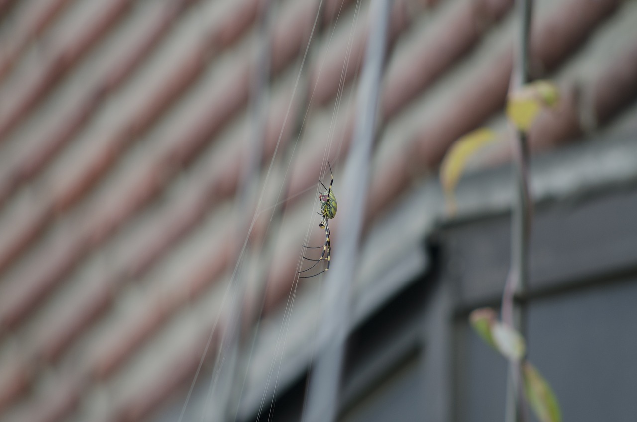 Image - spider insects tiger nature