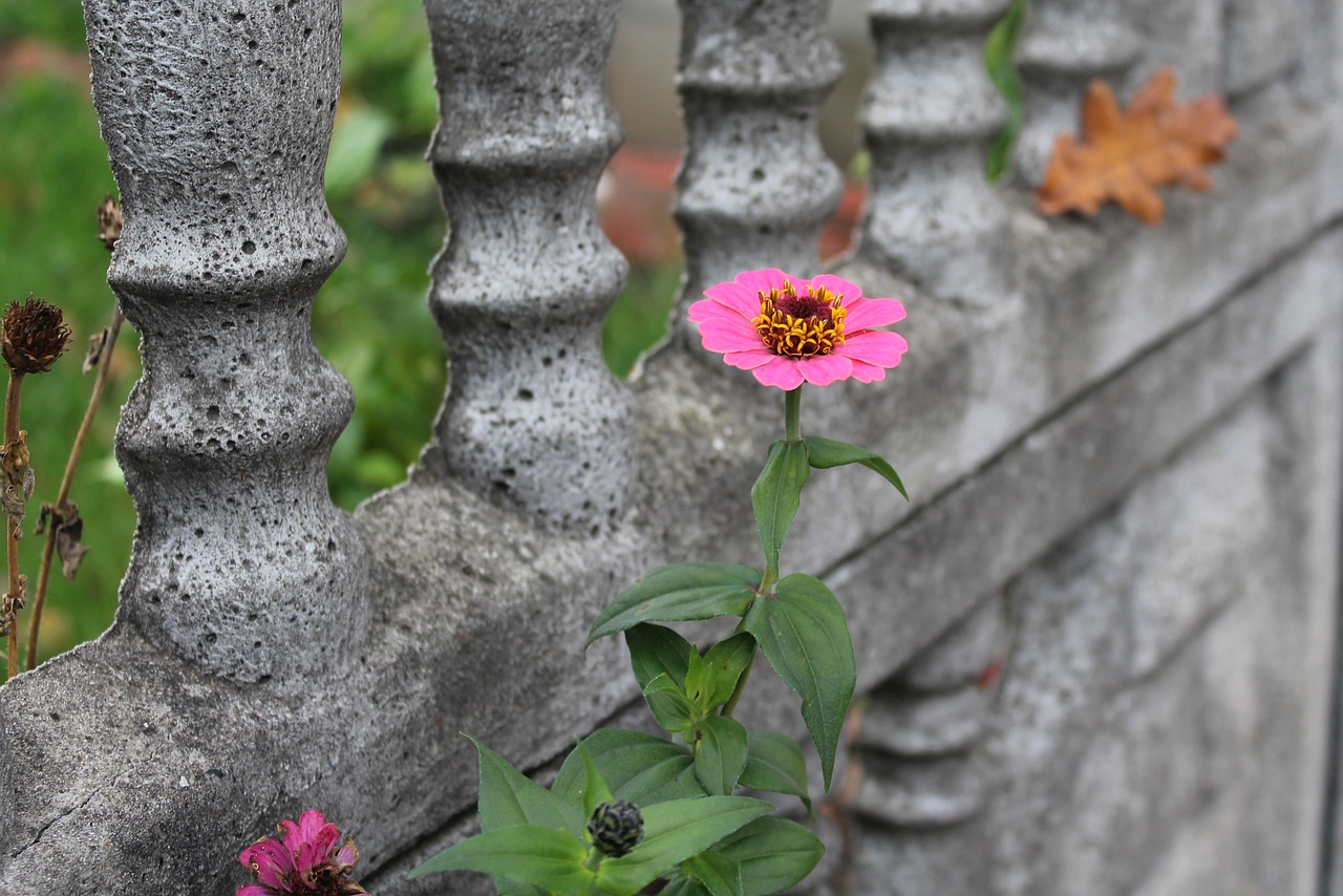 Image - zinnia flower autumn flowering