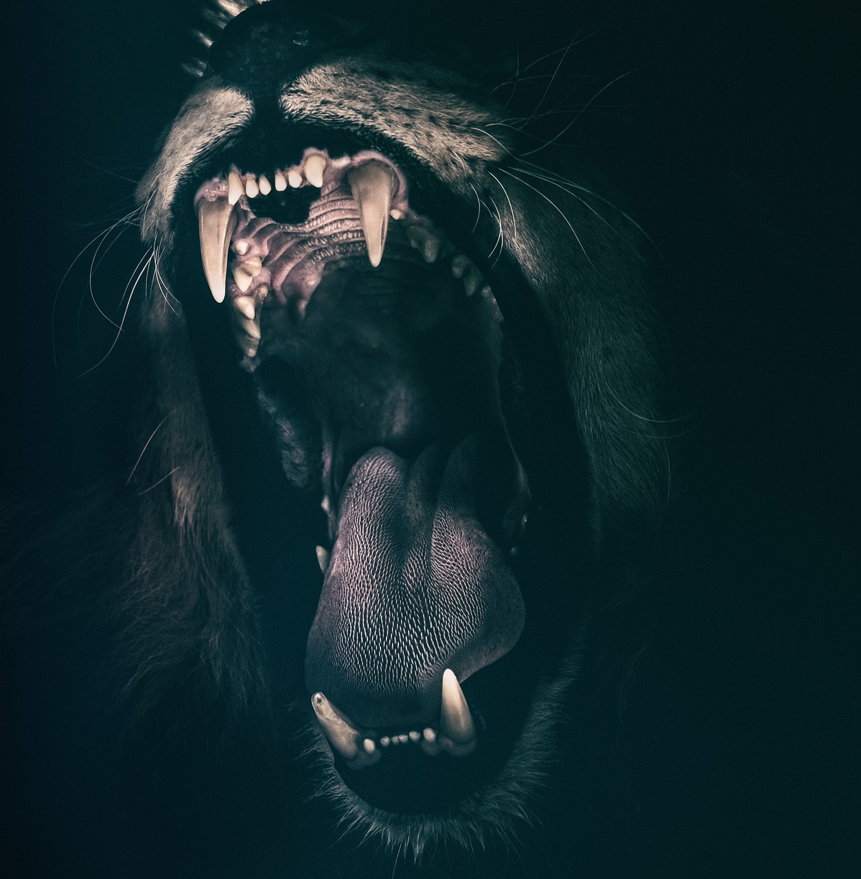 Image - lion teeth roar fear angry