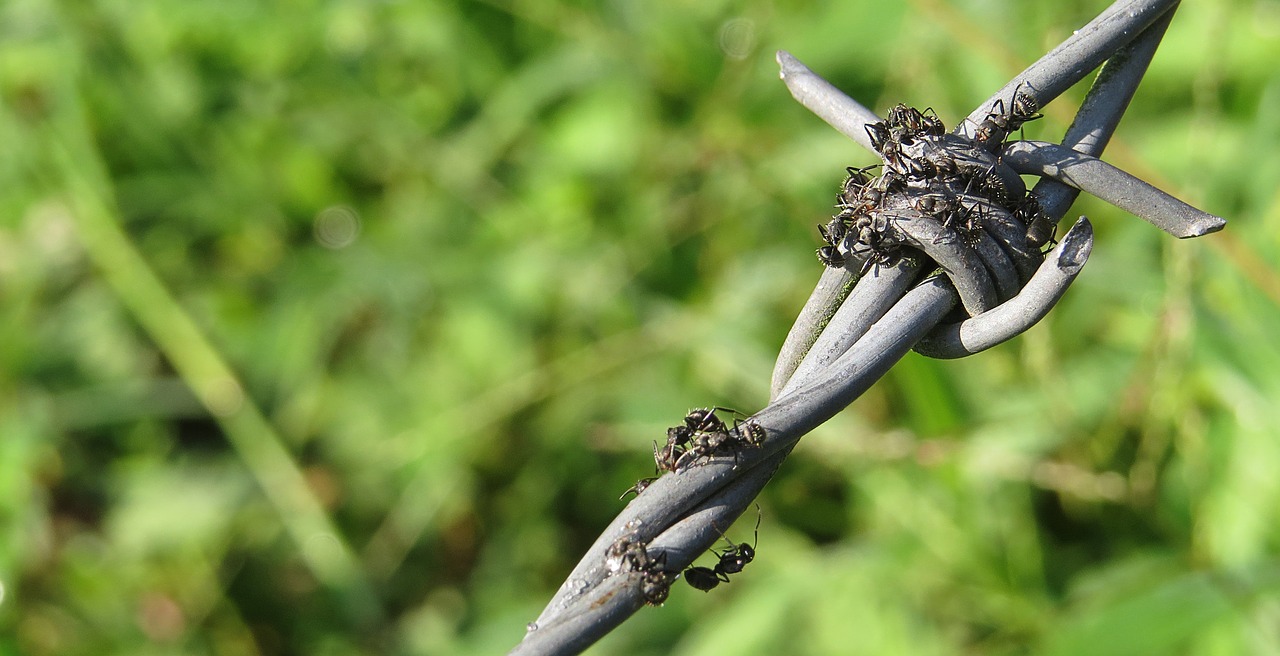 Image - insect macro ant foragers