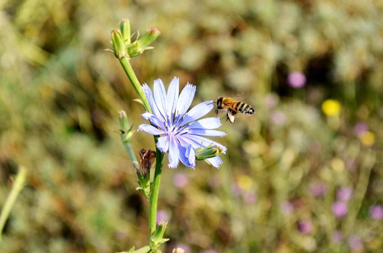 Image - flower bee babu nature macro