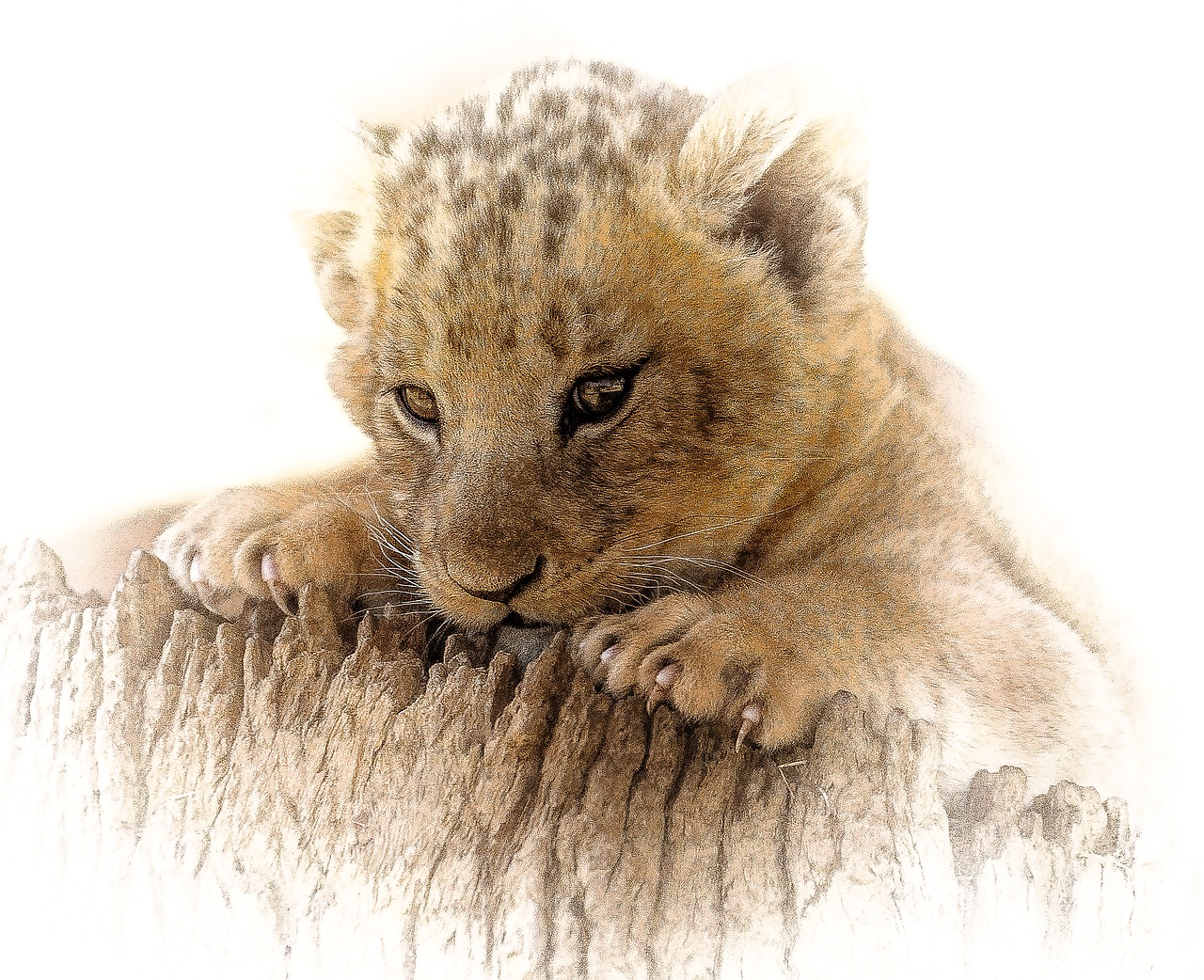 Image - lion cub close cute eyes lookout