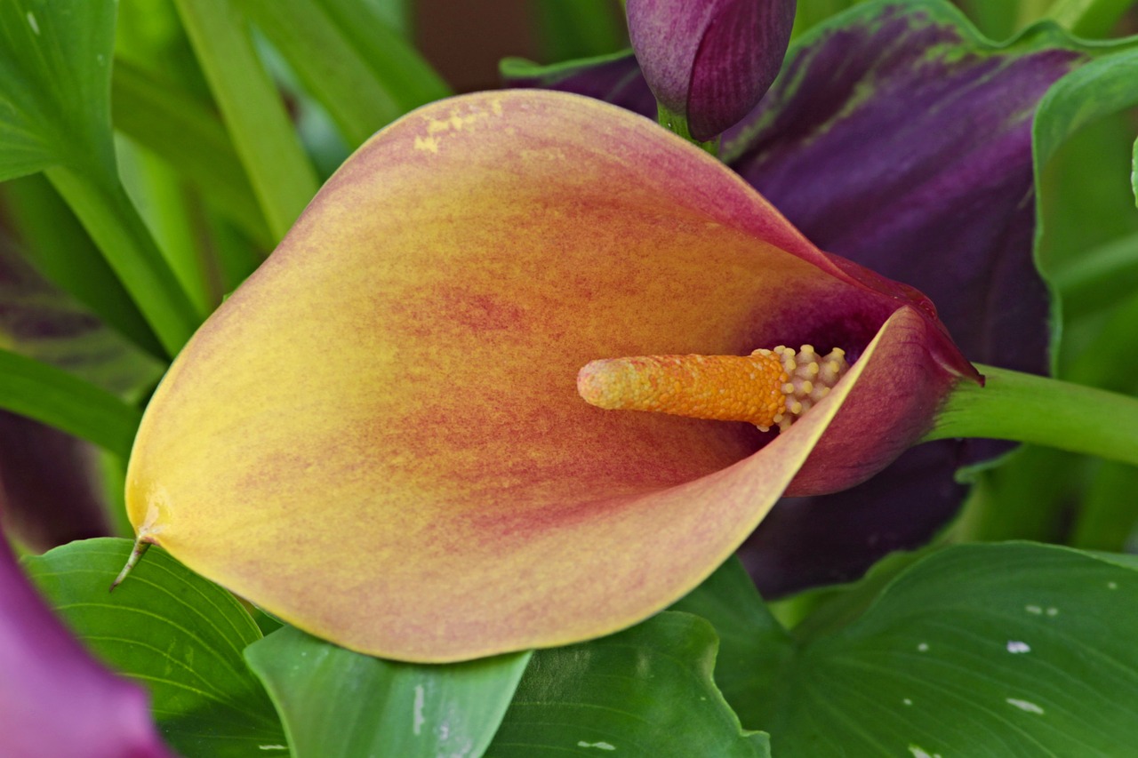 Image - calla calla flower nature leaf