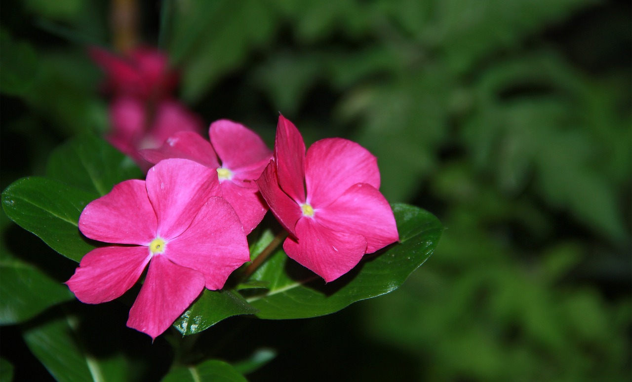 Image - flower pink night garden nature