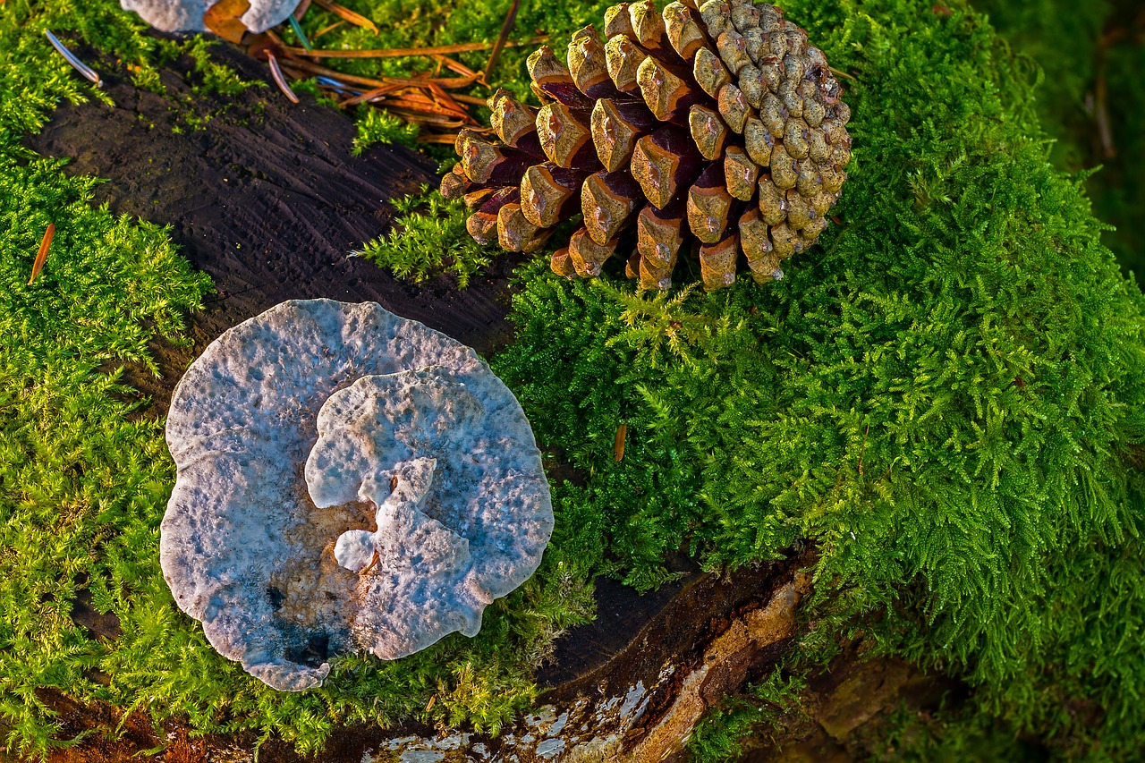 Image - mushroom wood fungus moss