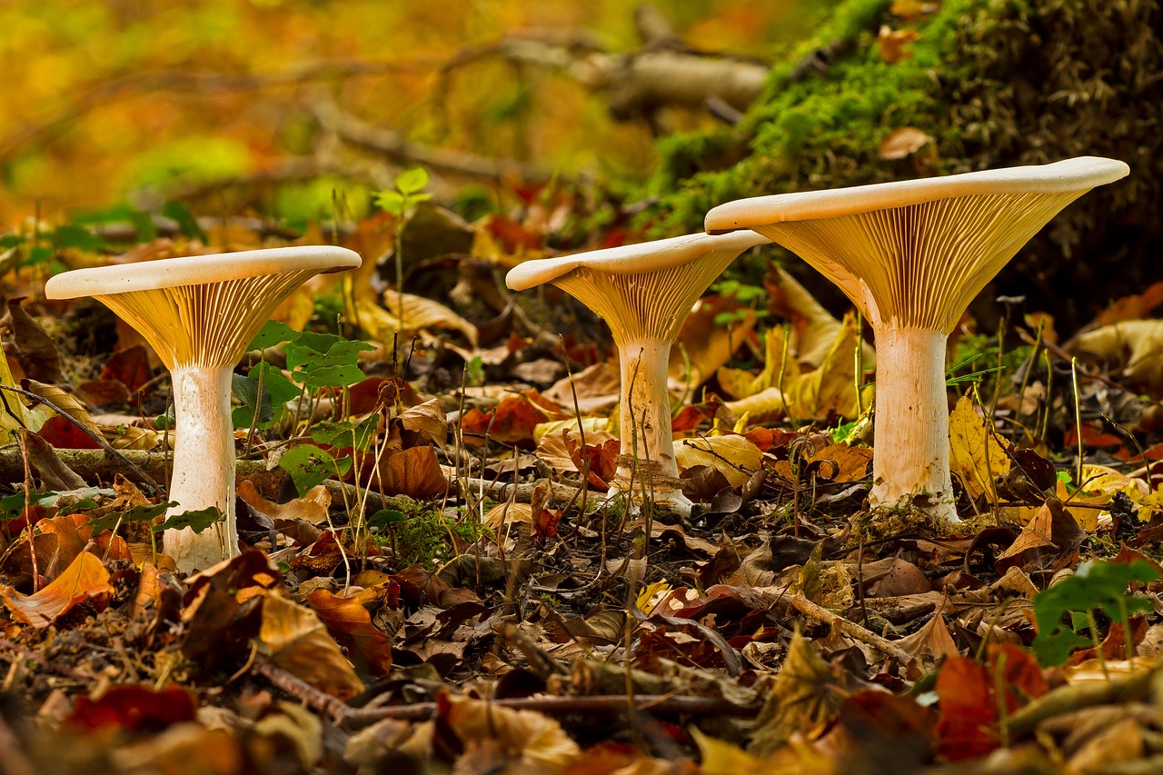 Image - mushroom mushroom group monk s cap