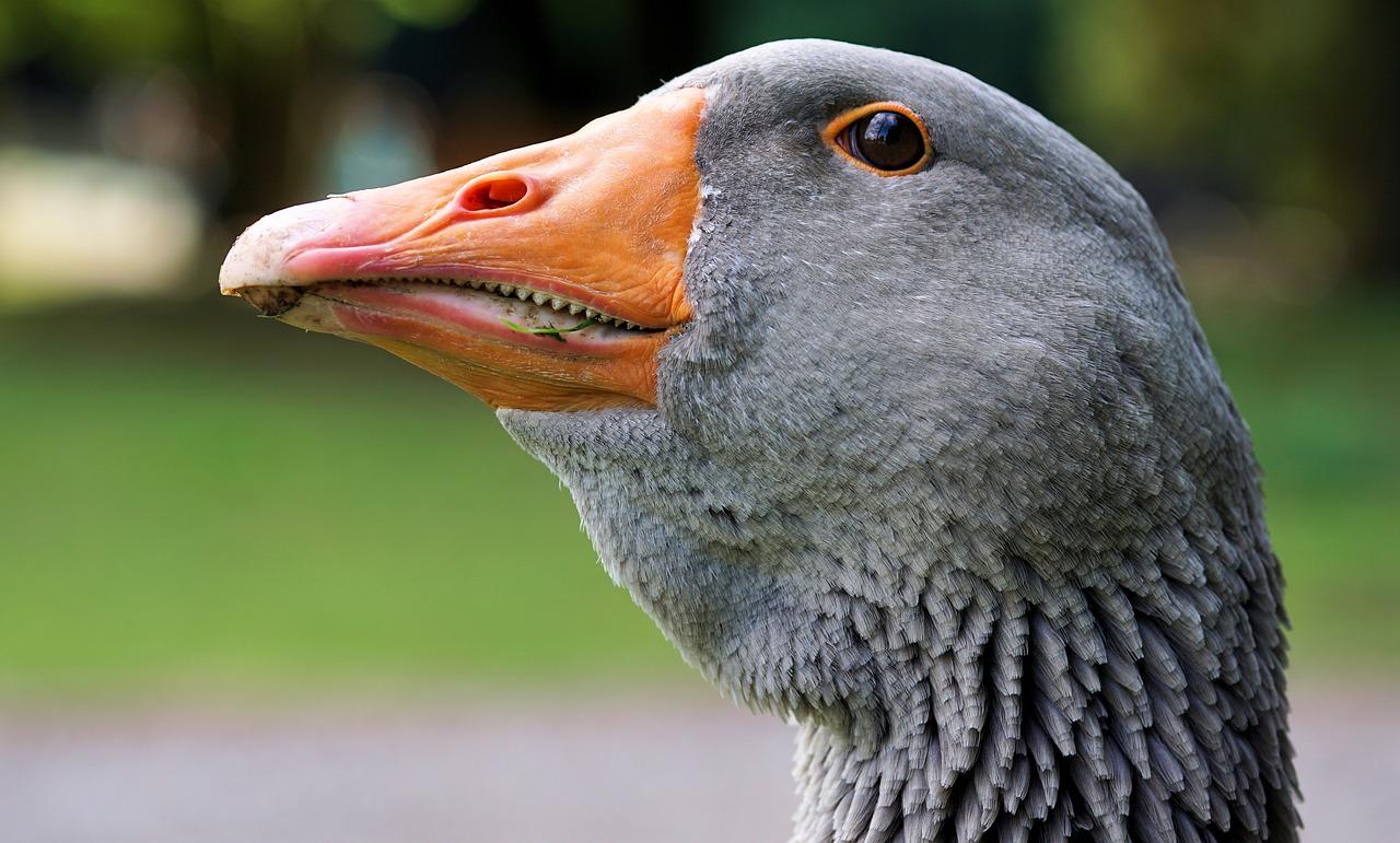 Image - goose wild goose bird water bird