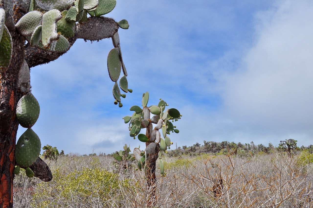 Image - cactus flora exotic volcanic land