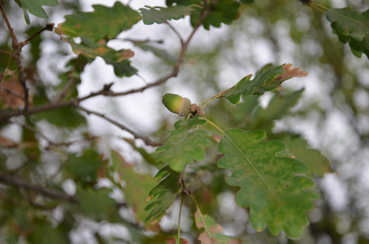 Image - oak tree acorn