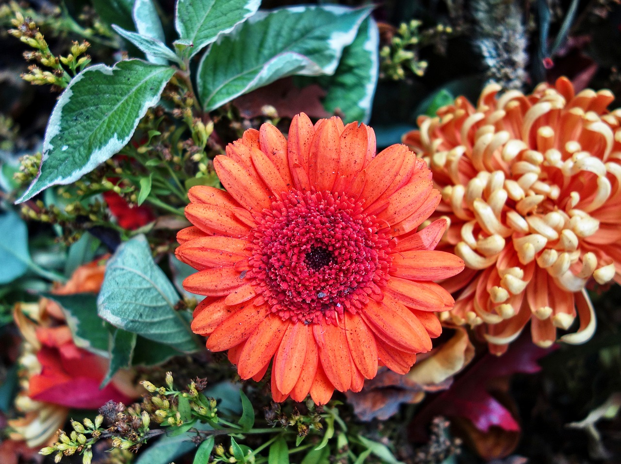 Image - gerbera daisy flower plant