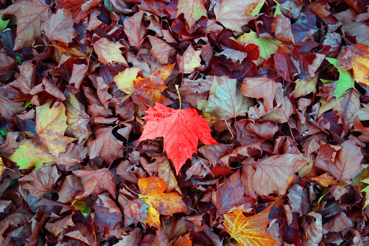 Image - leaf fallen leaves autumn leaves