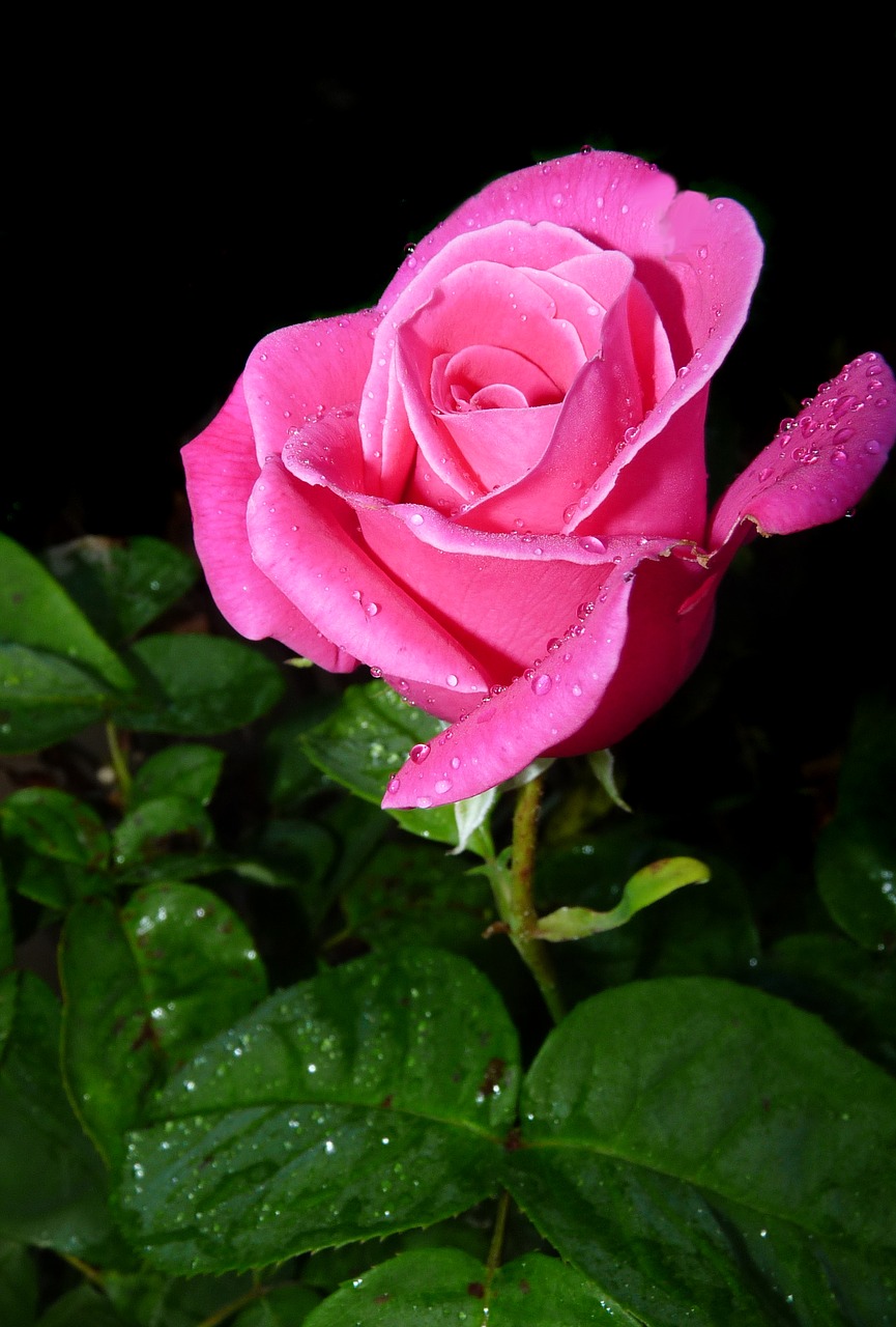 Image - rose bud in rain