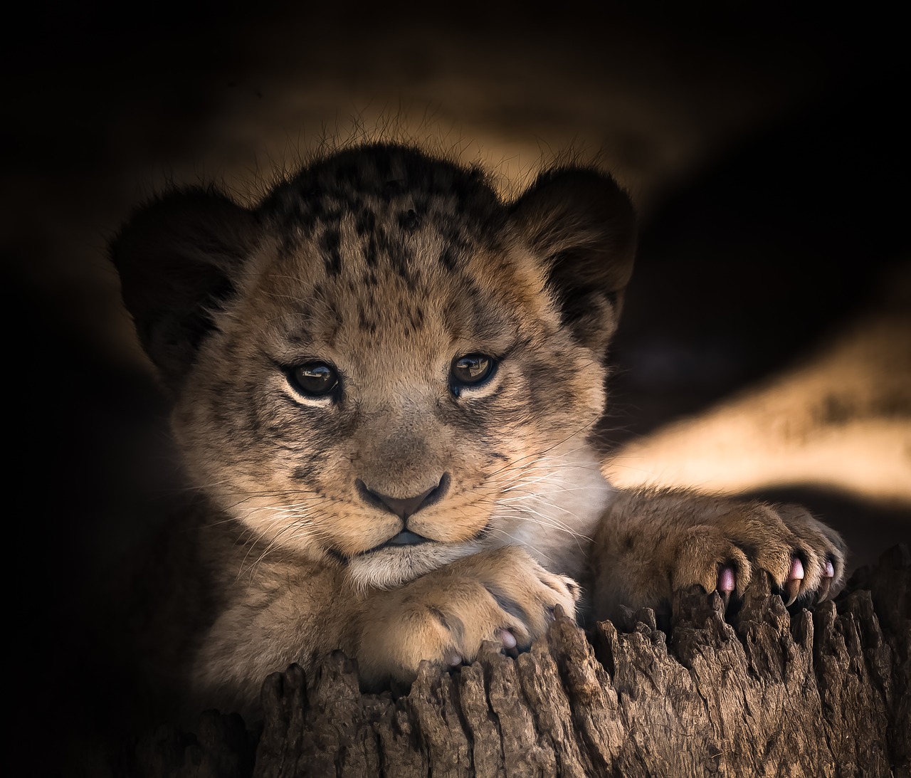 Image - lion cub cute eyes smile happy