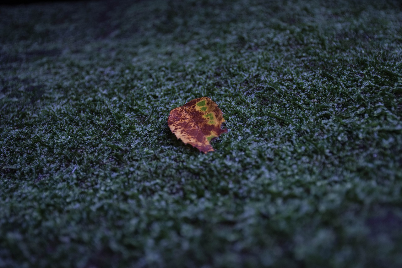 Image - autumn leaves mos outdoor spring