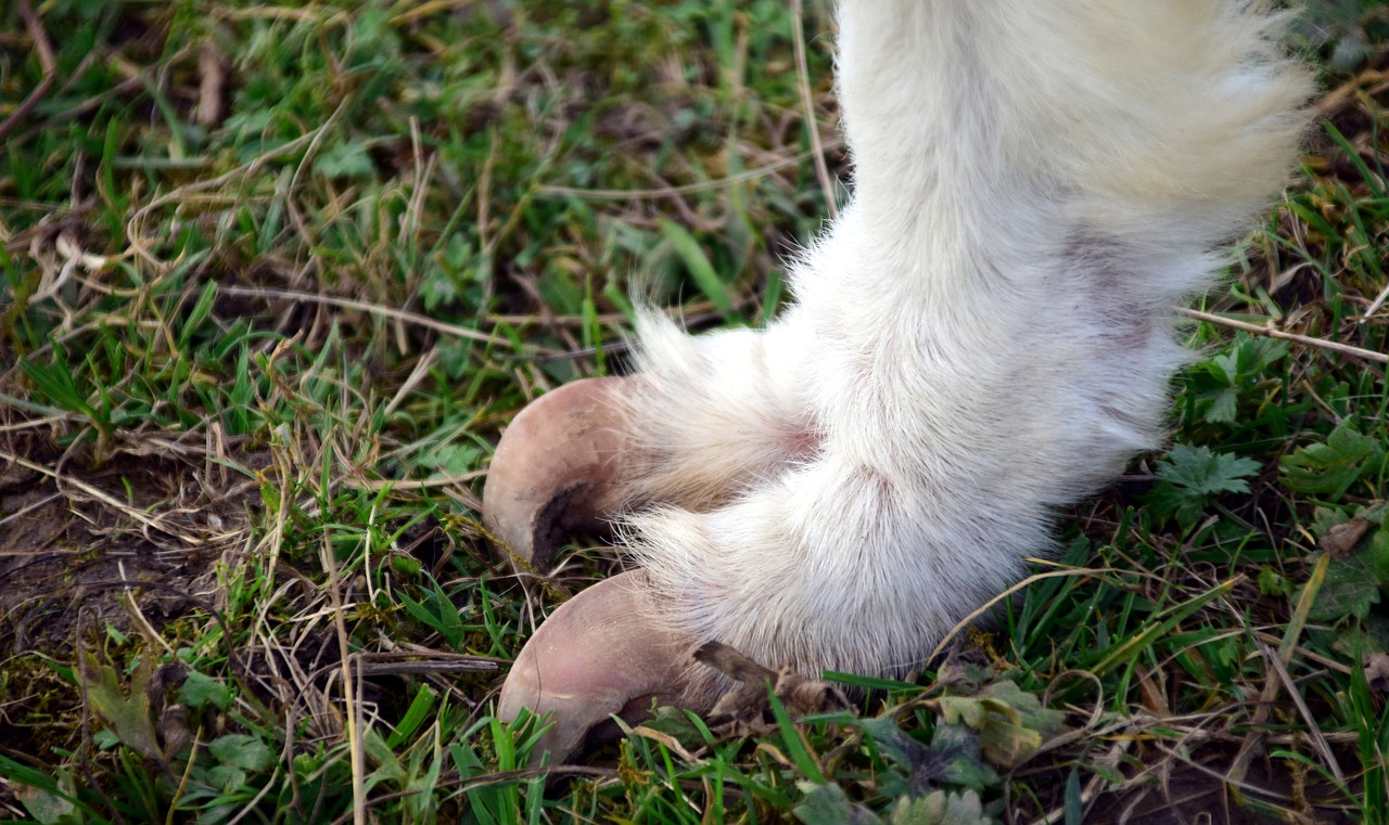 Image - alpaca animal claw foot ten