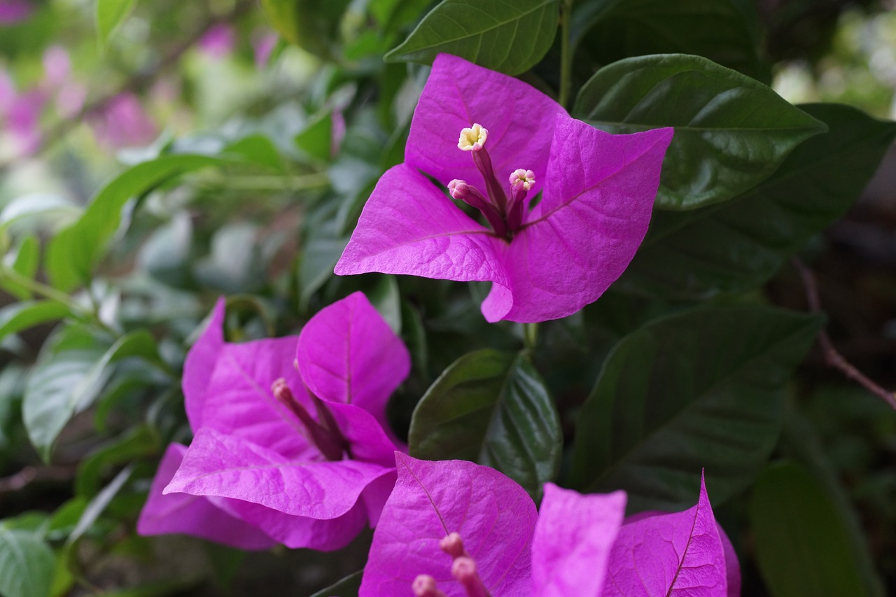 Image - bougainvillea thorny ornamental vines