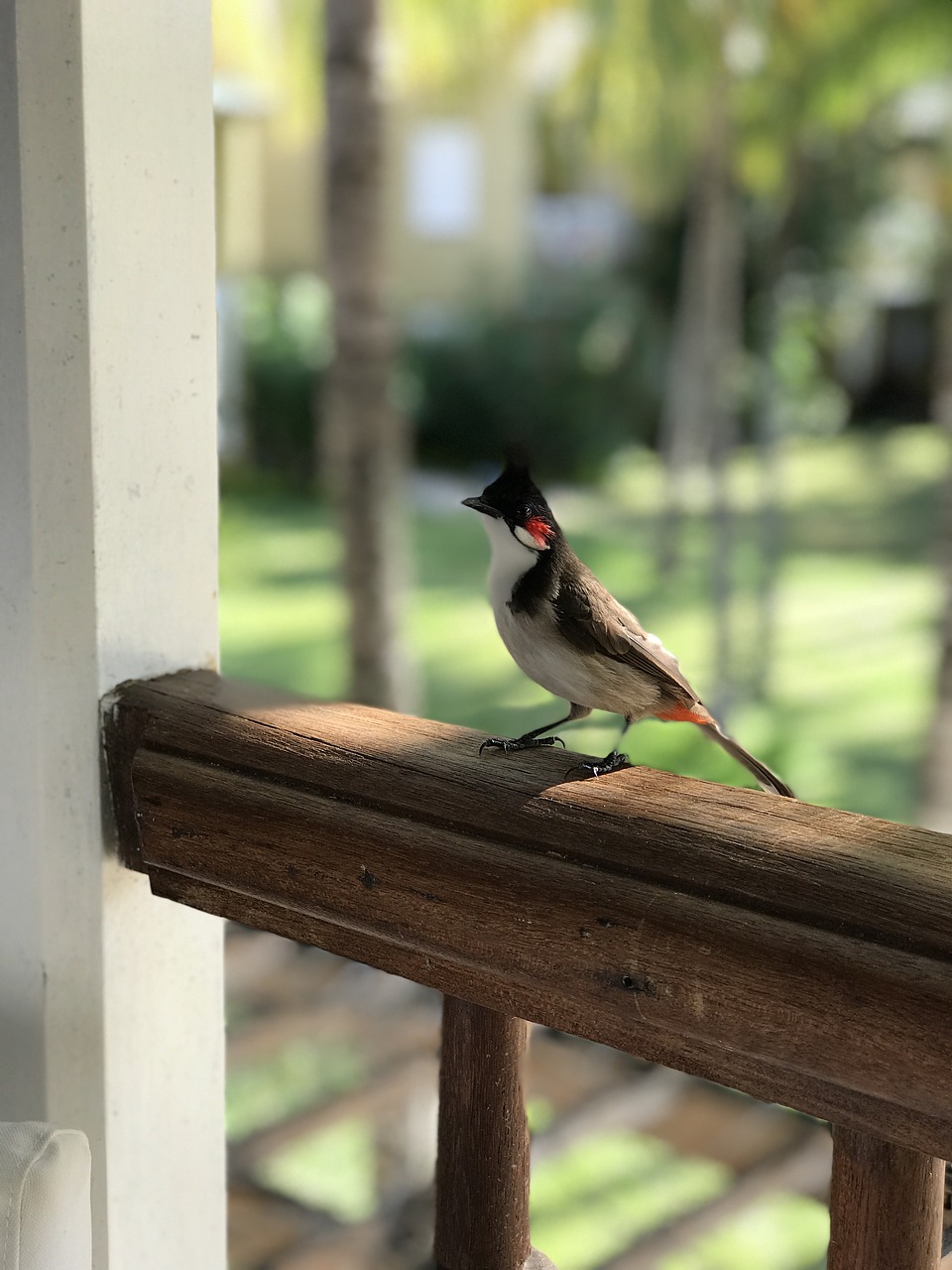 Image - bird wildlife nat nature animal