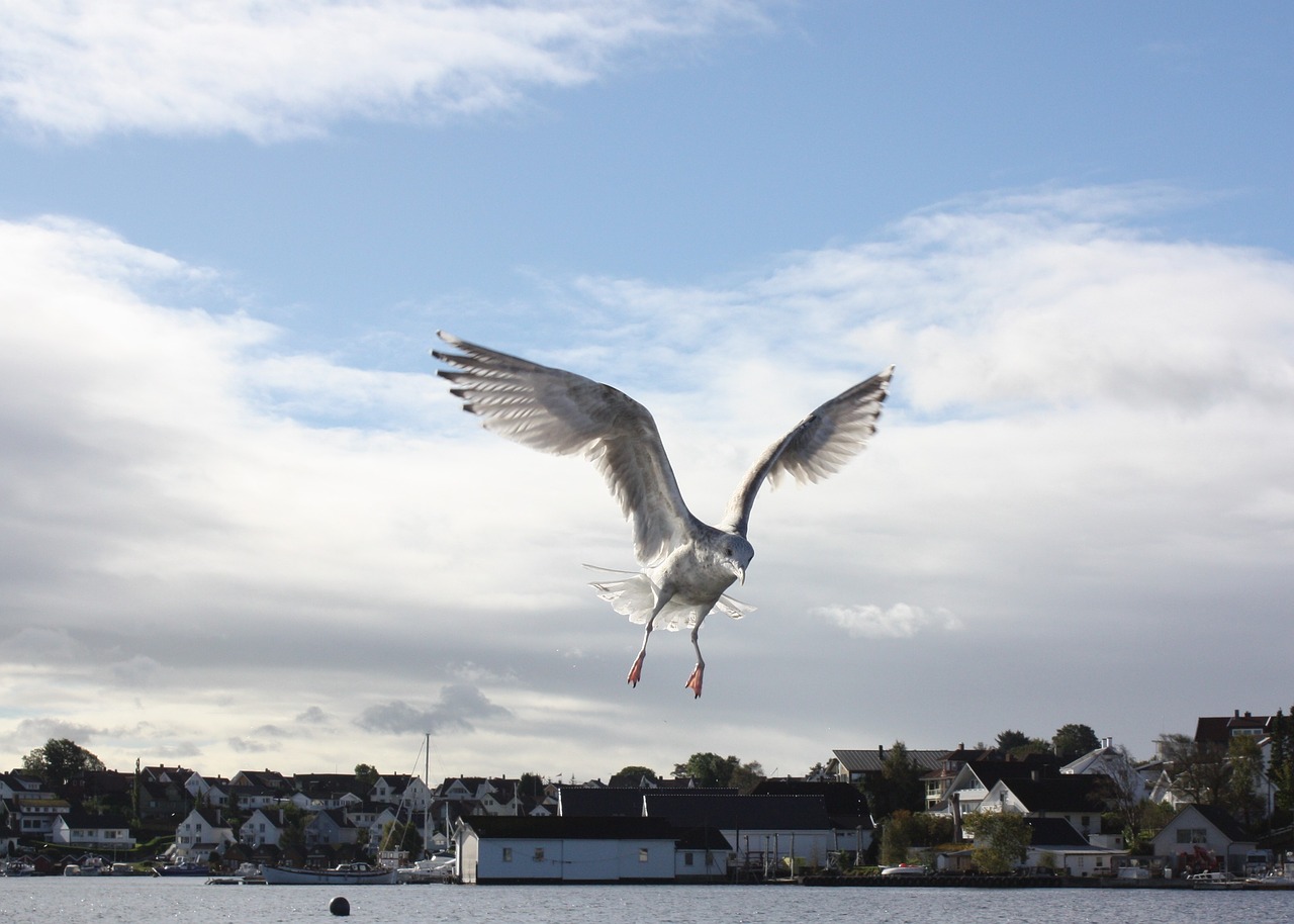 Image - seagull bird marine life wings