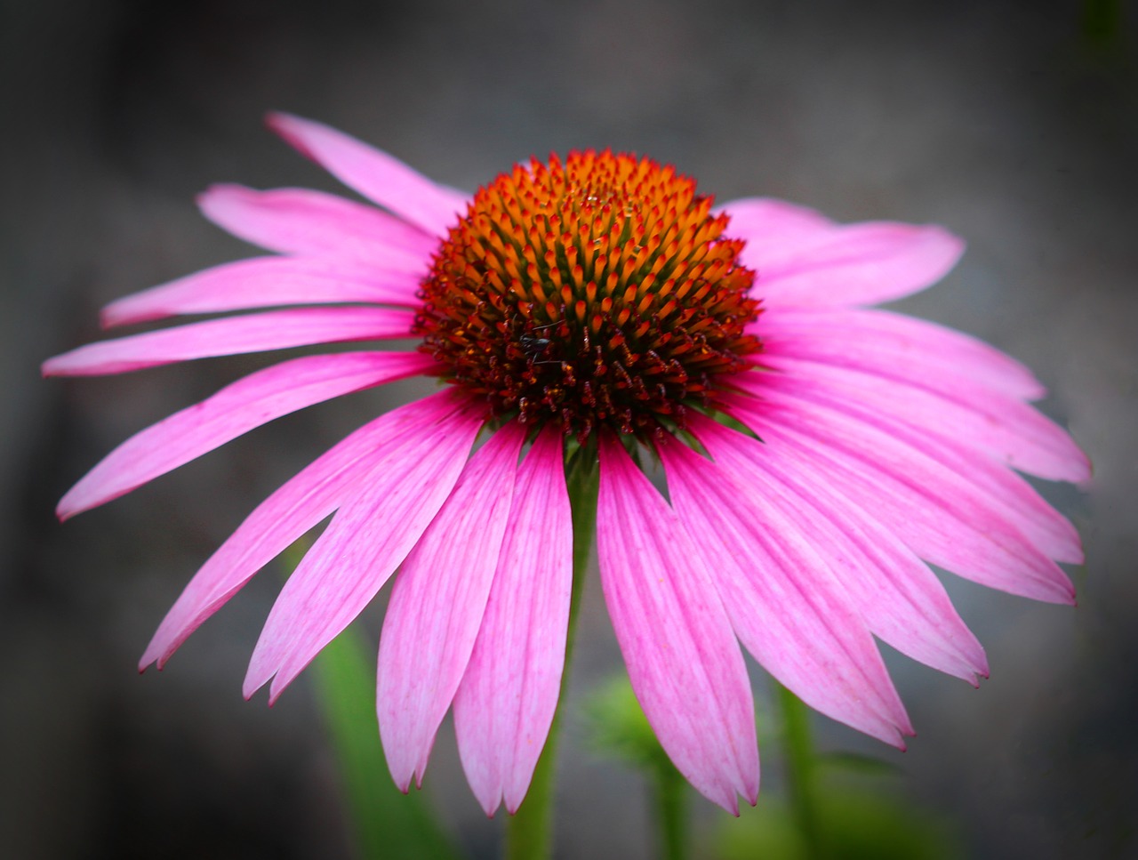 Image - echinacea flower plant nature