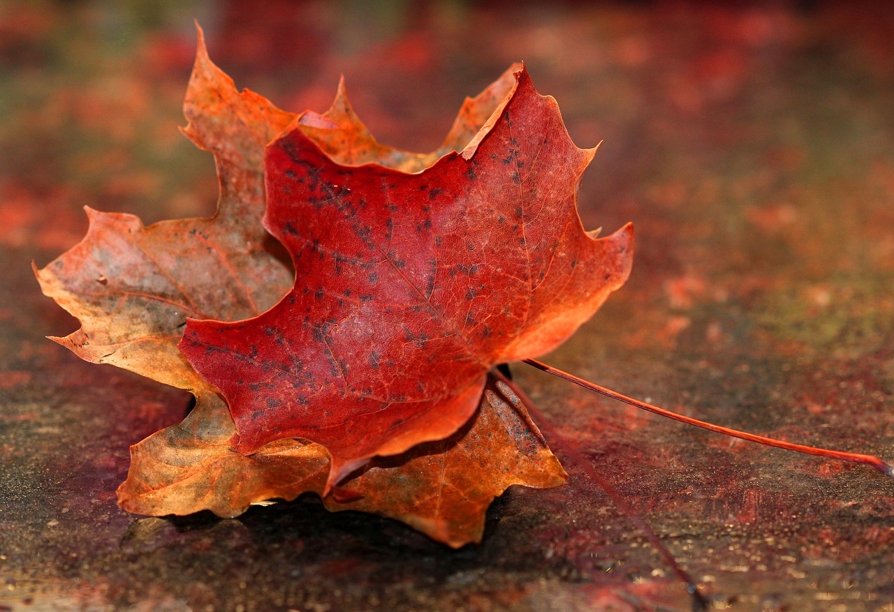 Image - maple leaf autumn red nature fall