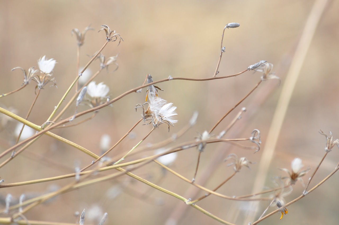 Image - autumn flowers nature color paint