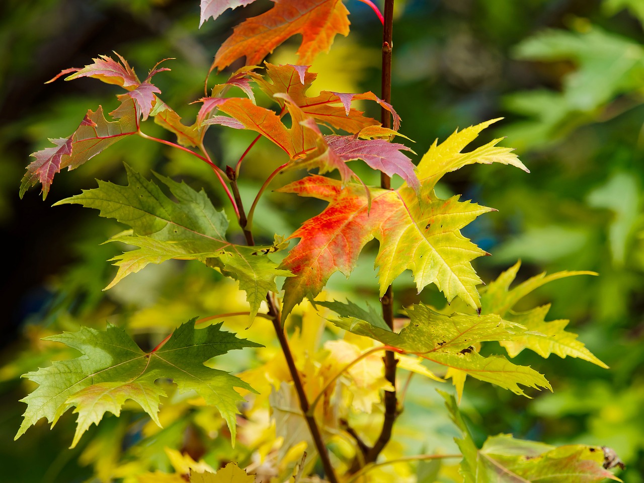 Image - leaves maples red leaves