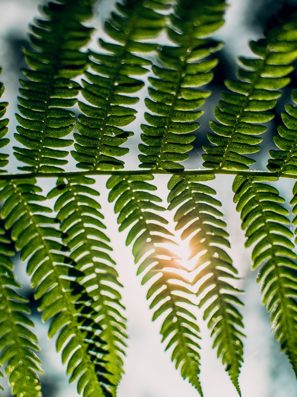 Image - green leaf flare light sunlight