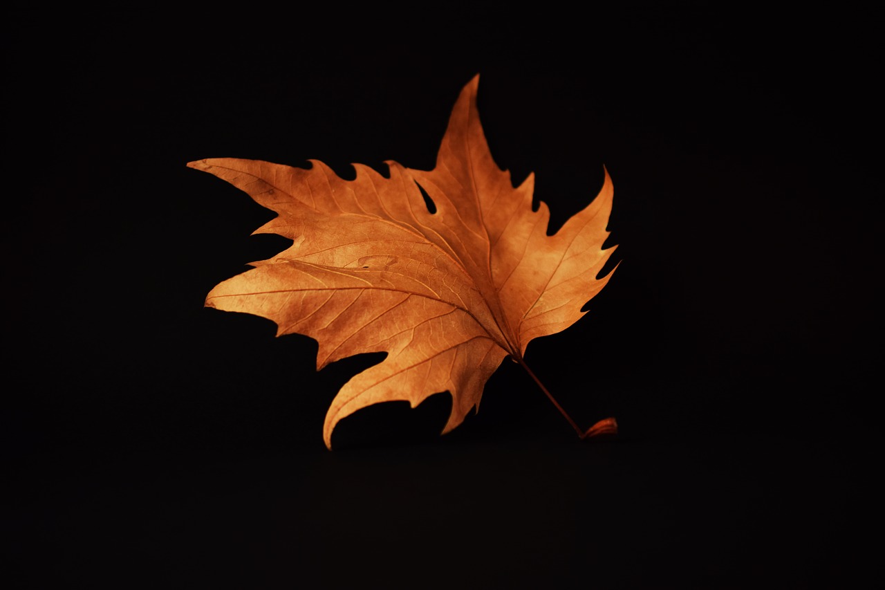 Image - autumn autumn leaf black background