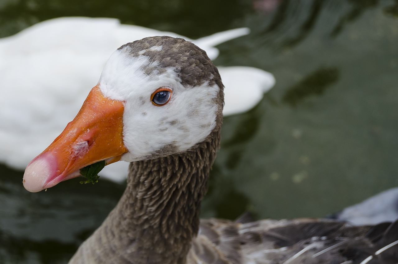 Image - animal nature peak orange duck