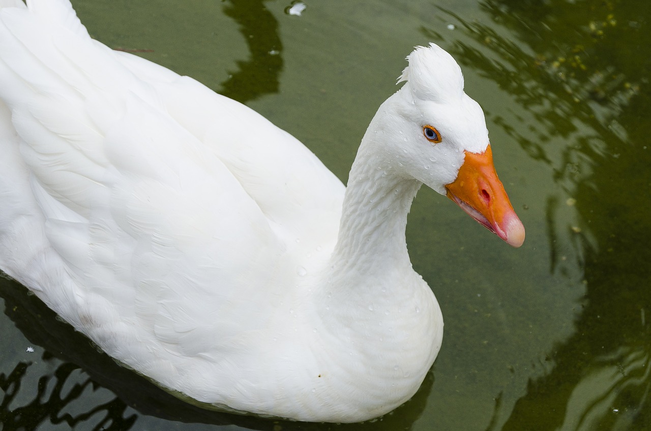 Image - animal nature peak orange duck