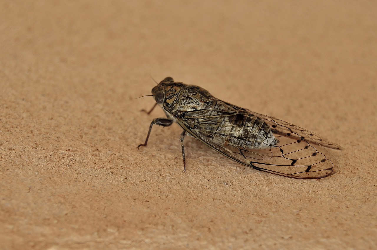 Image - animal nature insect cicada heat