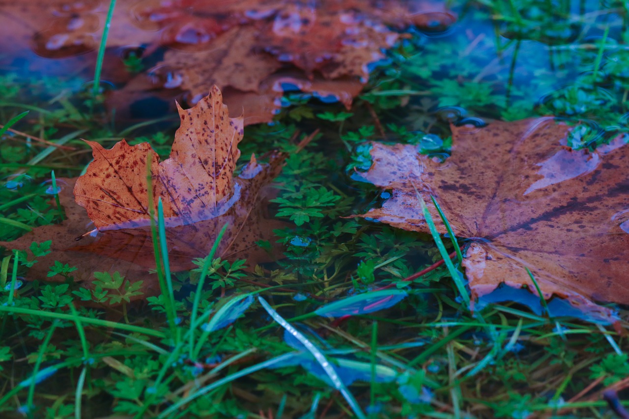 Image - leaves autumn leaves puddle nature