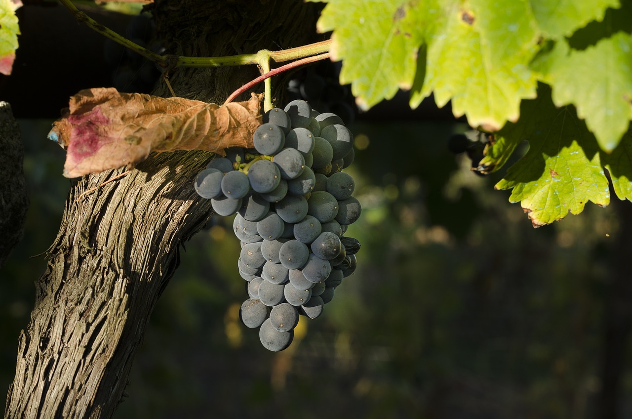 Image - vine black grapes harvest vineyard