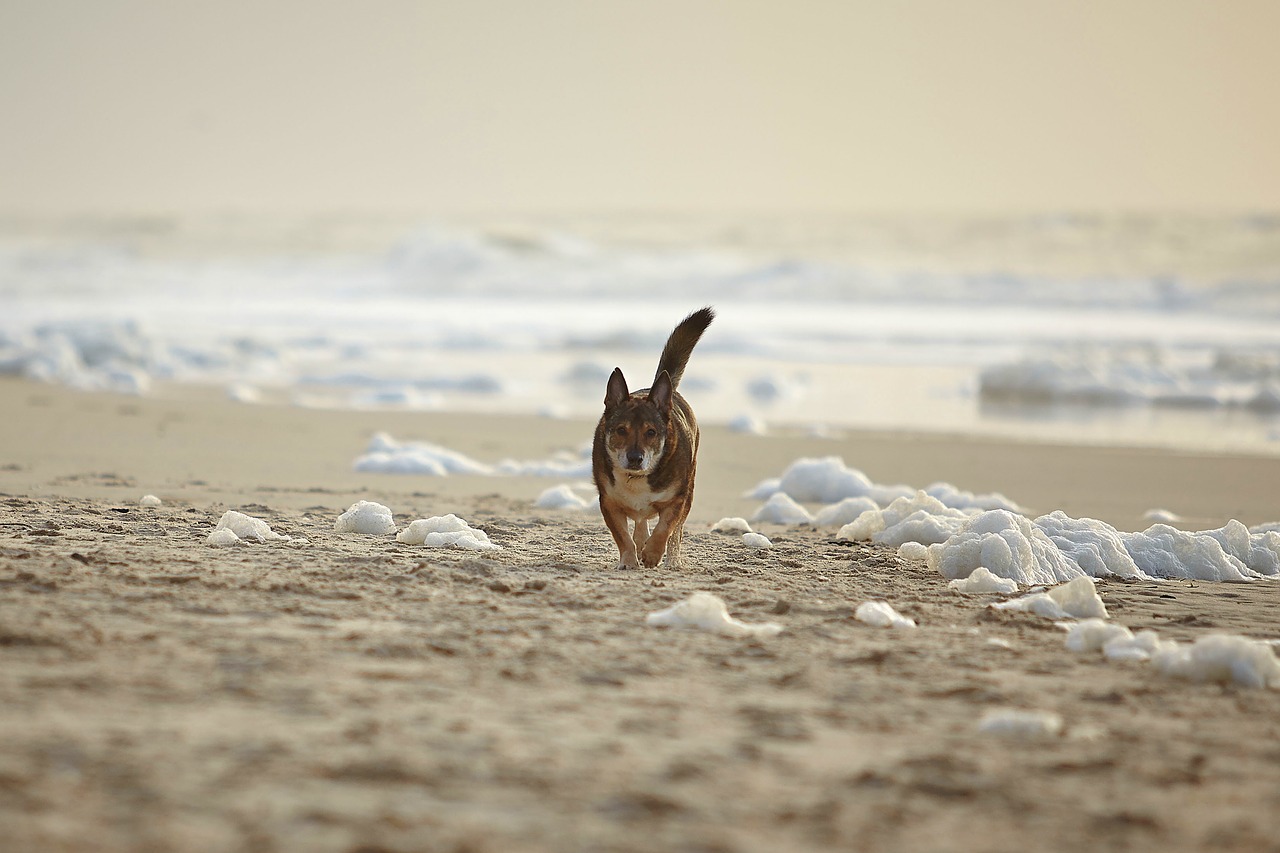 Image - dog beach sylt schaum sand