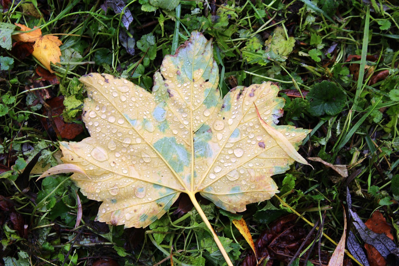 Image - foliage autumn drops of water