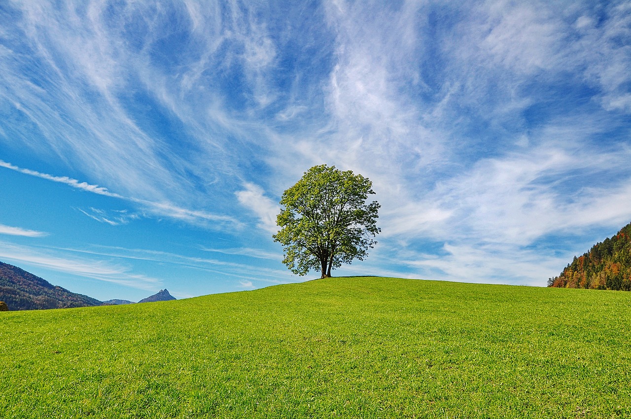 Image - tree sky nature clouds landscape