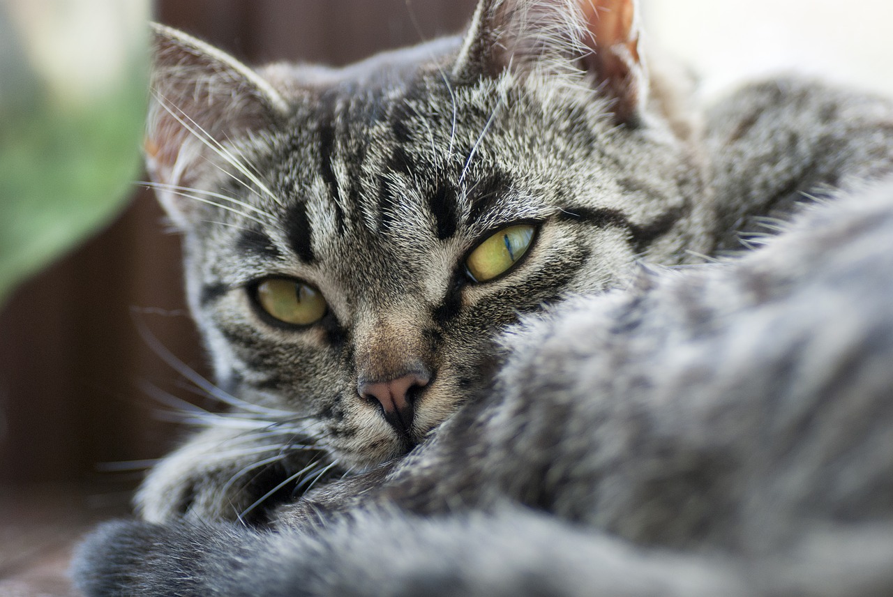 Image - cat look stripes cute animal