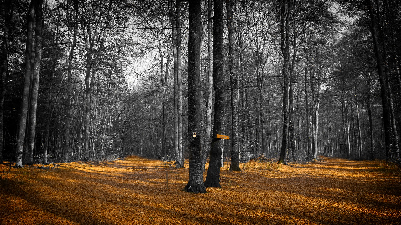Image - autumn leaves forest fall foliage