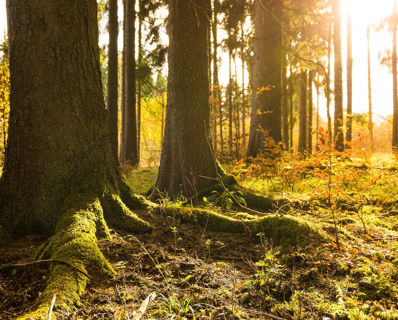 Image - forest winter autumn sun gold