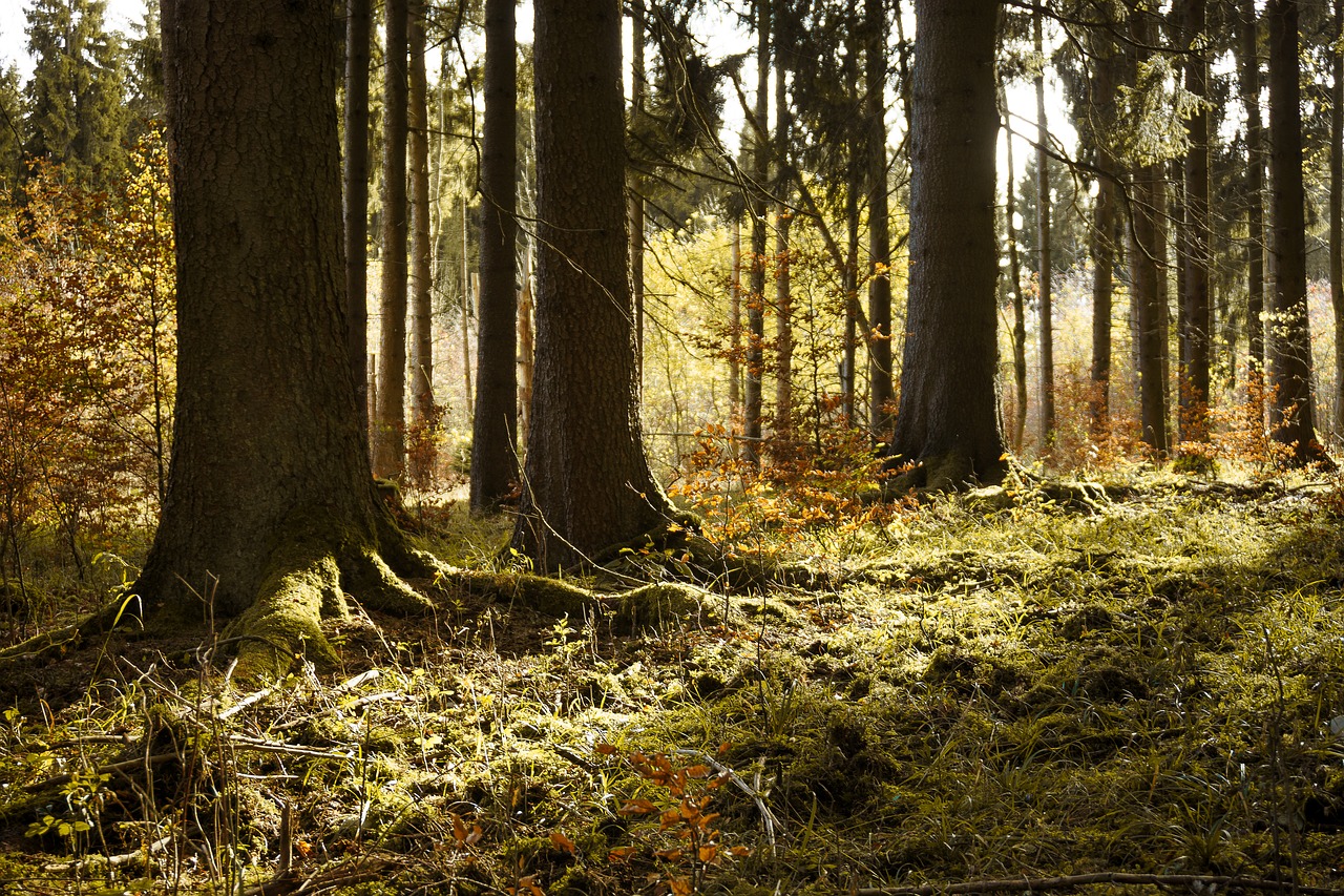 Image - forest winter autumn sun gold