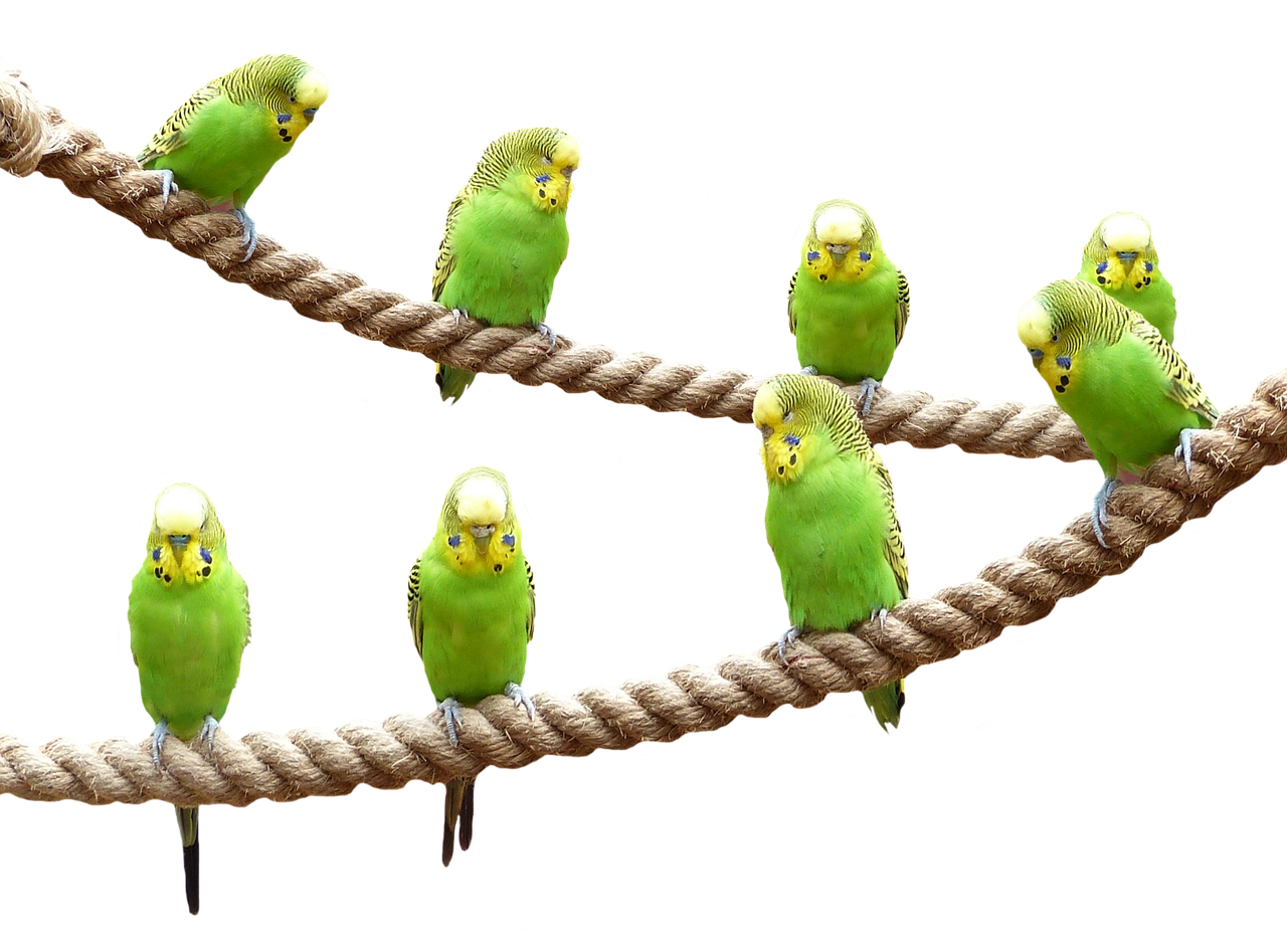 Image - wellensttiche birds nature parakeet