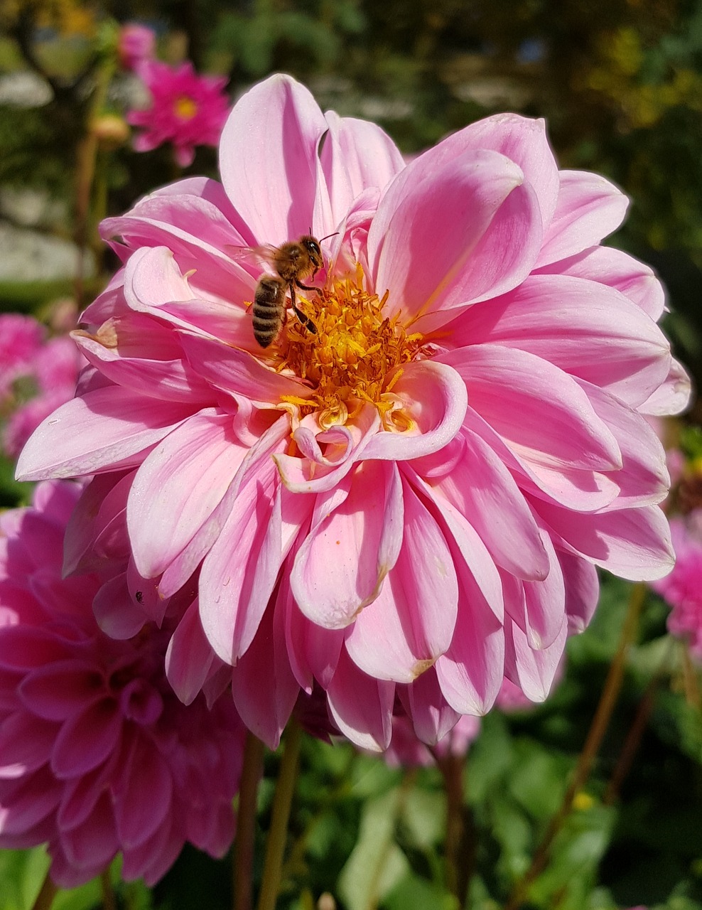 Image - dahlia flower dahlia flower blossom