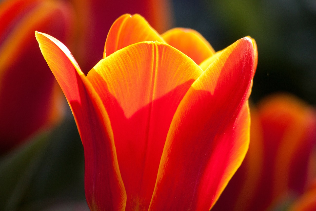 Image - tulip lily nature flowers tulips